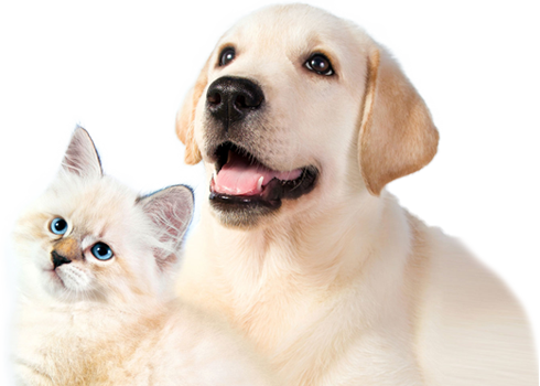 Logo dierenuitvaartplan